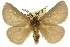  ( - 10ANIC-03706)  @15 [ ] CreativeCommons - Attribution (2010) CBG Photography Group Centre for Biodiversity Genomics