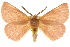 ( - 10ANIC-03713)  @15 [ ] CreativeCommons - Attribution (2010) CBG Photography Group Centre for Biodiversity Genomics