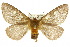  (Anthela callispila - 10ANIC-03716)  @15 [ ] CreativeCommons - Attribution (2010) CBG Photography Group Centre for Biodiversity Genomics