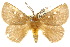  (Anthela sp. ANIC20 - 10ANIC-03718)  @15 [ ] CreativeCommons - Attribution (2010) CBG Photography Group Centre for Biodiversity Genomics