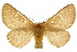  ( - 10ANIC-03721)  @14 [ ] CreativeCommons - Attribution (2010) CBG Photography Group Centre for Biodiversity Genomics