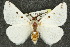  ( - 10ANIC-03731)  @14 [ ] CreativeCommons - Attribution (2010) CBG Photography Group Centre for Biodiversity Genomics