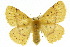  (Anthela heliopa - 10ANIC-03733)  @15 [ ] CreativeCommons - Attribution (2010) CBG Photography Group Centre for Biodiversity Genomics