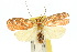  ( - 10ANIC-03803)  @11 [ ] CreativeCommons - Attribution (2010) CBG Photography Group Centre for Biodiversity Genomics