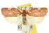  ( - 10ANIC-03817)  @15 [ ] CreativeCommons - Attribution (2010) CBG Photography Group Centre for Biodiversity Genomics