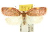  ( - 10ANIC-03819)  @15 [ ] CreativeCommons - Attribution (2010) CBG Photography Group Centre for Biodiversity Genomics