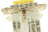  ( - 10ANIC-03826)  @14 [ ] CreativeCommons - Attribution (2010) CBG Photography Group Centre for Biodiversity Genomics