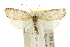  ( - 10ANIC-03828)  @15 [ ] CreativeCommons - Attribution (2010) CBG Photography Group Centre for Biodiversity Genomics