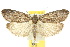  (Notosara - 10ANIC-03840)  @15 [ ] CreativeCommons - Attribution (2010) CBG Photography Group Centre for Biodiversity Genomics