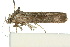 (Notosara nephelotis - 10ANIC-03843)  @11 [ ] CreativeCommons - Attribution (2010) CBG Photography Group Centre for Biodiversity Genomics
