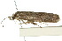  ( - 10ANIC-03844)  @11 [ ] CreativeCommons - Attribution (2010) CBG Photography Group Centre for Biodiversity Genomics