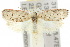  ( - 10ANIC-03846)  @15 [ ] CreativeCommons - Attribution (2010) CBG Photography Group Centre for Biodiversity Genomics