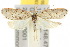  ( - 10ANIC-03847)  @15 [ ] CreativeCommons - Attribution (2010) CBG Photography Group Centre for Biodiversity Genomics