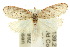  ( - 10ANIC-03848)  @15 [ ] CreativeCommons - Attribution (2010) CBG Photography Group Centre for Biodiversity Genomics