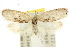  ( - 10ANIC-03849)  @15 [ ] CreativeCommons - Attribution (2010) CBG Photography Group Centre for Biodiversity Genomics