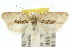 ( - 10ANIC-03851)  @15 [ ] CreativeCommons - Attribution (2010) CBG Photography Group Centre for Biodiversity Genomics