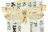  (Loboptila - 10ANIC-03855)  @14 [ ] CreativeCommons - Attribution (2010) CBG Photography Group Centre for Biodiversity Genomics