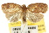  ( - 10ANIC-03866)  @11 [ ] CreativeCommons - Attribution (2010) CBG Photography Group Centre for Biodiversity Genomics