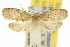  ( - 10ANIC-03870)  @11 [ ] CreativeCommons - Attribution (2010) CBG Photography Group Centre for Biodiversity Genomics