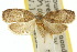  ( - 10ANIC-03871)  @11 [ ] CreativeCommons - Attribution (2010) CBG Photography Group Centre for Biodiversity Genomics