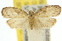  (Octasphales eubrocha - 10ANIC-03872)  @11 [ ] CreativeCommons - Attribution (2010) CBG Photography Group Centre for Biodiversity Genomics