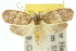  ( - 10ANIC-03873)  @11 [ ] CreativeCommons - Attribution (2010) CBG Photography Group Centre for Biodiversity Genomics