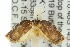  (Octasphales sp. ANIC1 - 10ANIC-03875)  @14 [ ] CreativeCommons - Attribution (2010) CBG Photography Group Centre for Biodiversity Genomics