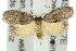  (Octasphales sp. ANIC2 - 10ANIC-03876)  @15 [ ] CreativeCommons - Attribution (2010) CBG Photography Group Centre for Biodiversity Genomics
