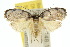  (Octasphales sp. ANIC3 - 10ANIC-03880)  @15 [ ] CreativeCommons - Attribution (2010) CBG Photography Group Centre for Biodiversity Genomics