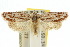  ( - 10ANIC-03893)  @15 [ ] CreativeCommons - Attribution (2010) CBG Photography Group Centre for Biodiversity Genomics