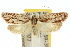  ( - 10ANIC-03895)  @15 [ ] CreativeCommons - Attribution (2010) CBG Photography Group Centre for Biodiversity Genomics