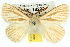  ( - 10ANIC-03921)  @14 [ ] CreativeCommons - Attribution (2010) CBG Photography Group Centre for Biodiversity Genomics