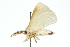  ( - 10ANIC-03922)  @14 [ ] CreativeCommons - Attribution (2010) CBG Photography Group Centre for Biodiversity Genomics