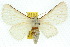  ( - 10ANIC-03923)  @14 [ ] CreativeCommons - Attribution (2010) CBG Photography Group Centre for Biodiversity Genomics