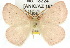  ( - 10ANIC-03925)  @13 [ ] CreativeCommons - Attribution (2010) CBG Photography Group Centre for Biodiversity Genomics