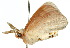  ( - 10ANIC-03926)  @12 [ ] CreativeCommons - Attribution (2010) CBG Photography Group Centre for Biodiversity Genomics