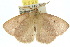  ( - 10ANIC-03927)  @13 [ ] CreativeCommons - Attribution (2010) CBG Photography Group Centre for Biodiversity Genomics