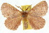  (Anthela hyperythra - 10ANIC-03928)  @16 [ ] CreativeCommons - Attribution (2010) CBG Photography Group Centre for Biodiversity Genomics