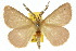  ( - 10ANIC-03932)  @15 [ ] CreativeCommons - Attribution (2010) CBG Photography Group Centre for Biodiversity Genomics