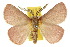  ( - 10ANIC-03933)  @15 [ ] CreativeCommons - Attribution (2010) CBG Photography Group Centre for Biodiversity Genomics
