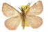  ( - 10ANIC-03934)  @15 [ ] CreativeCommons - Attribution (2010) CBG Photography Group Centre for Biodiversity Genomics