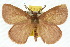  ( - 10ANIC-03937)  @15 [ ] CreativeCommons - Attribution (2010) CBG Photography Group Centre for Biodiversity Genomics