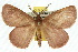  ( - 10ANIC-03938)  @15 [ ] CreativeCommons - Attribution (2010) CBG Photography Group Centre for Biodiversity Genomics