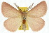 ( - 10ANIC-03939)  @15 [ ] CreativeCommons - Attribution (2010) CBG Photography Group Centre for Biodiversity Genomics