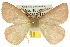  ( - 10ANIC-03940)  @15 [ ] CreativeCommons - Attribution (2010) CBG Photography Group Centre for Biodiversity Genomics