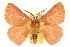  (Anthela phoenicias - 10ANIC-03956)  @15 [ ] CreativeCommons - Attribution (2010) CBG Photography Group Centre for Biodiversity Genomics