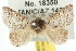  ( - 10ANIC-03962)  @14 [ ] CreativeCommons - Attribution (2010) CBG Photography Group Centre for Biodiversity Genomics