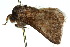  ( - 10ANIC-03964)  @12 [ ] CreativeCommons - Attribution (2010) CBG Photography Group Centre for Biodiversity Genomics