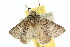  ( - 10ANIC-03965)  @13 [ ] CreativeCommons - Attribution (2010) CBG Photography Group Centre for Biodiversity Genomics