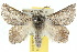  ( - 10ANIC-03973)  @15 [ ] CreativeCommons - Attribution (2010) CBG Photography Group Centre for Biodiversity Genomics